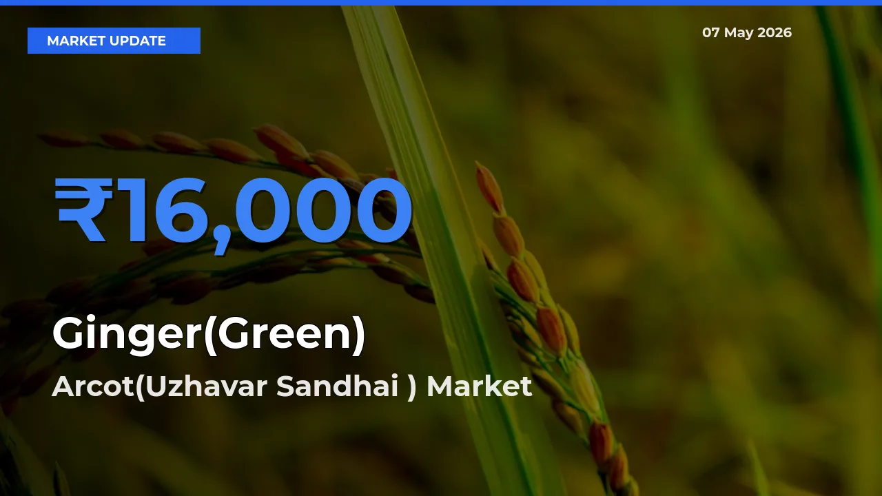 Top Performer! Arcot(Uzhavar Sandhai ) Offers Best Ginger(Green) Price Today