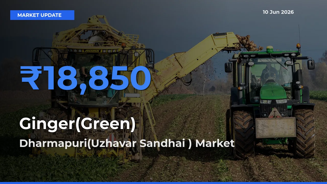 Dharmapuri(Uzhavar Sandhai ) Tops Ginger(Green) Mandi Rates Today