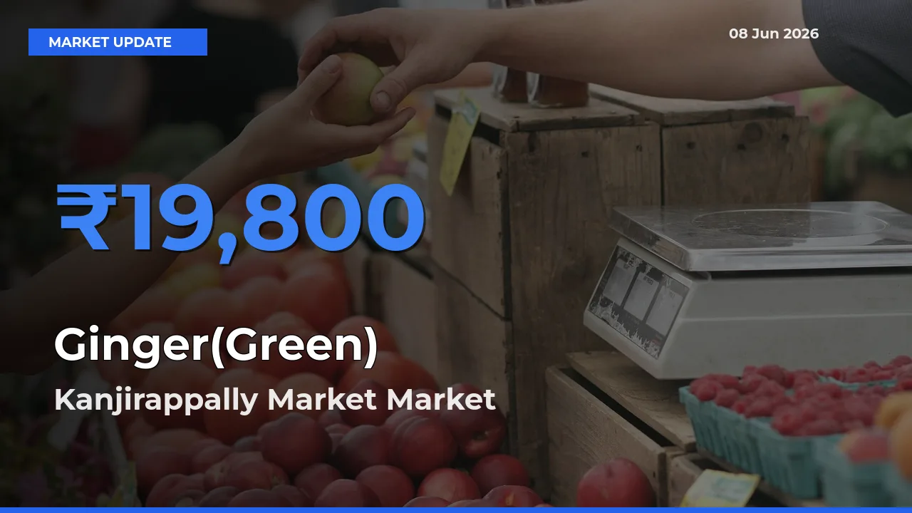 Top Performer! Kanjirappally Market Offers Best Ginger(Green) Price Today