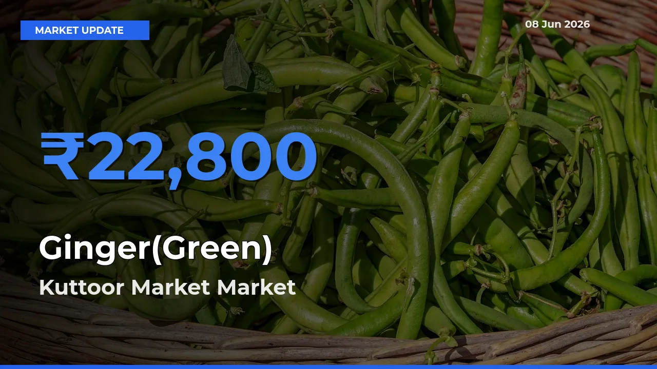 Market Watch: Kuttoor Market Becomes Top Mandi for Ginger(Green)