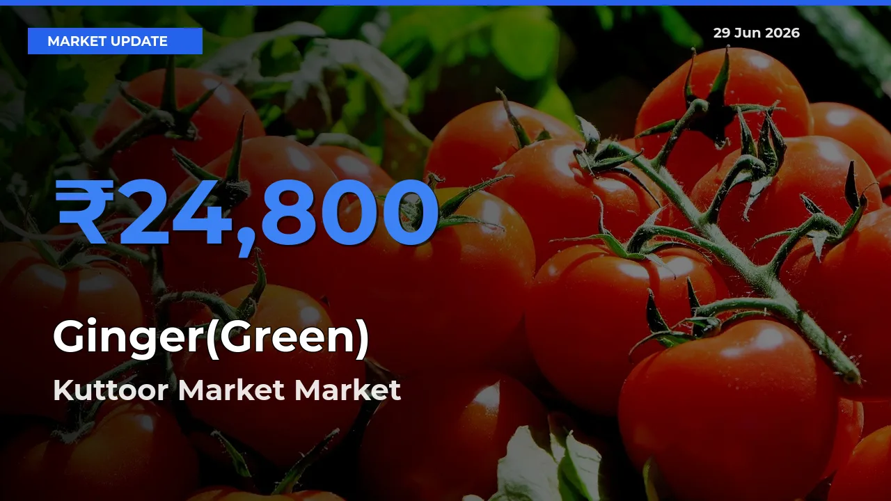 Kuttoor Market Leads as Top Mandi for Ginger(Green) Prices