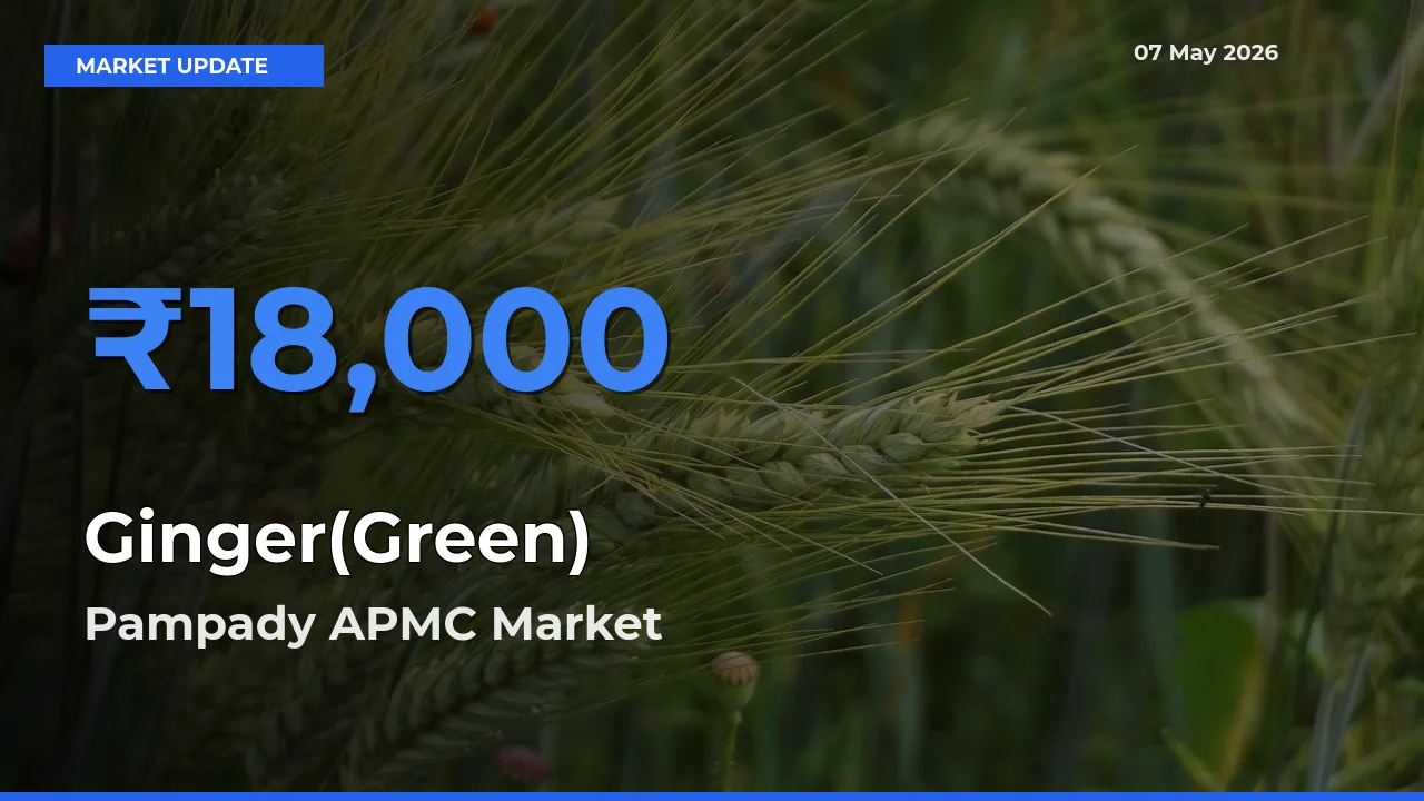 Pampady APMC Emerges as Top Mandi for Ginger(Green) Prices Today