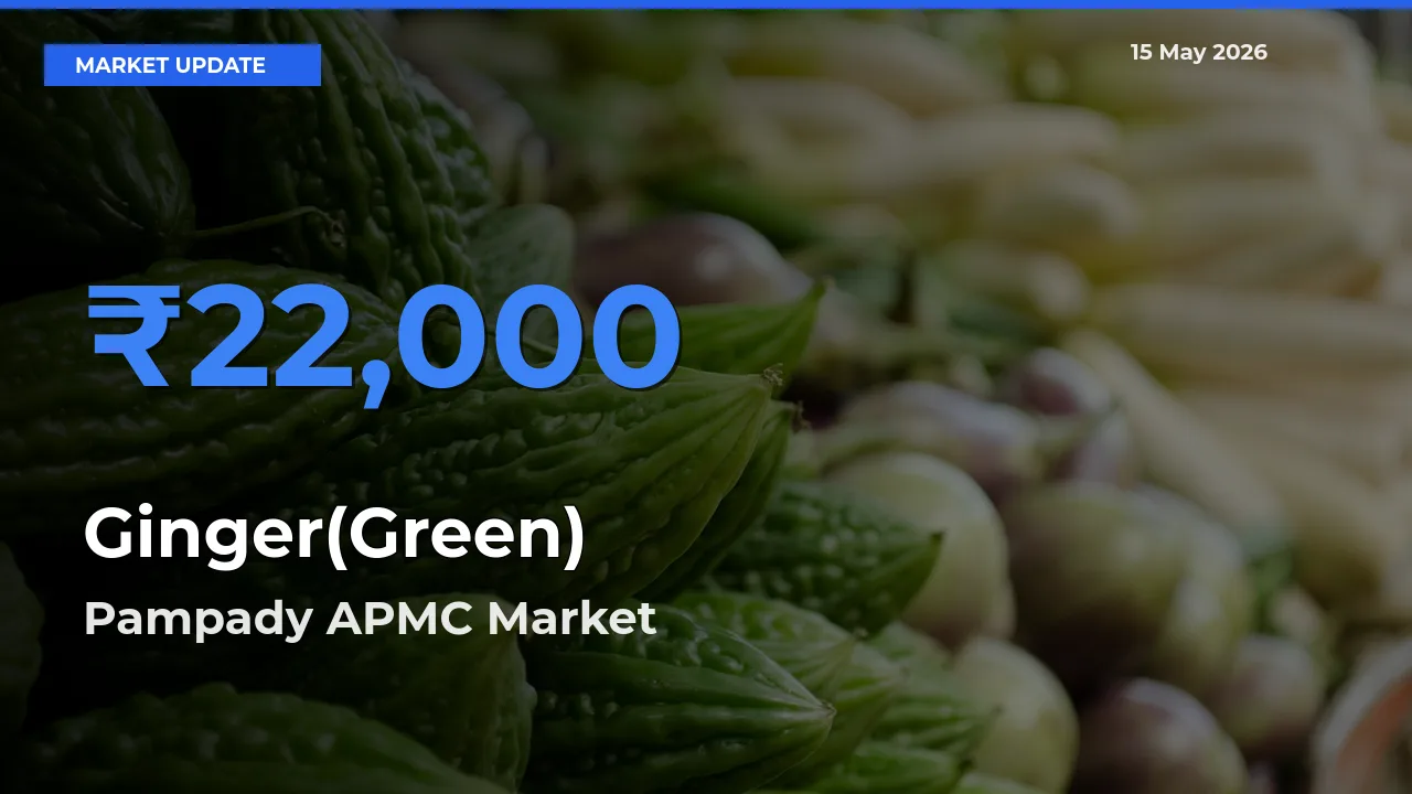 Farmers Prefer Pampady APMC as Ginger(Green) Hits Highest Rate