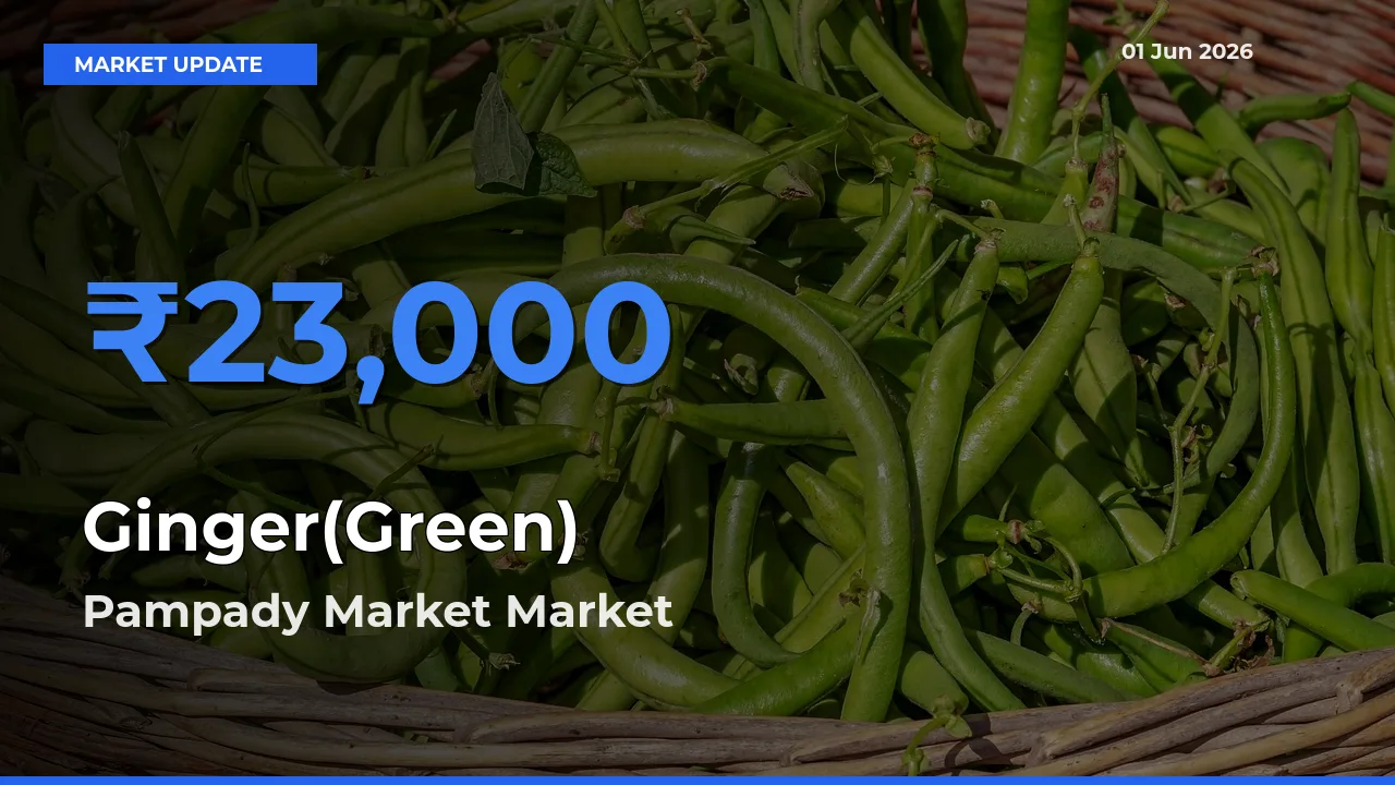 Pampady Market Tops Ginger(Green) Rates – June 01 Market Update