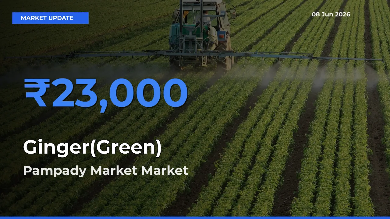 Market Watch: Pampady Market Becomes Top Mandi for Ginger(Green)