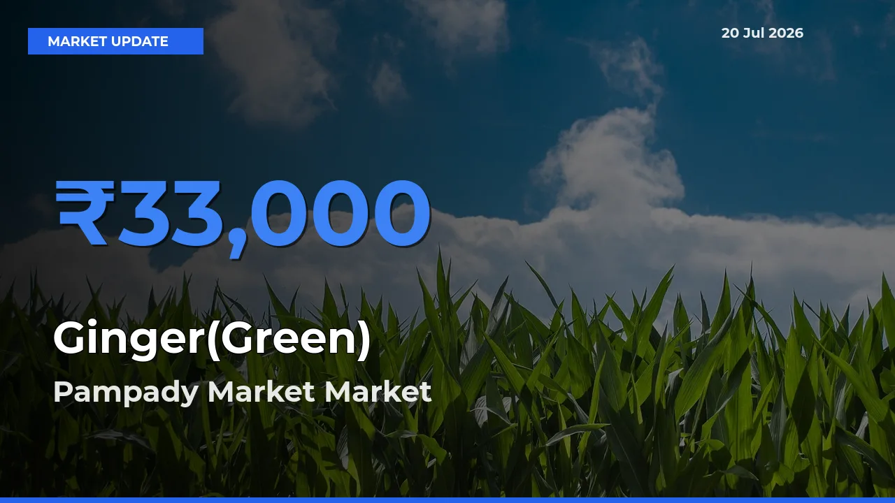 Market Watch: Pampady Market Becomes Top Mandi for Ginger(Green)
