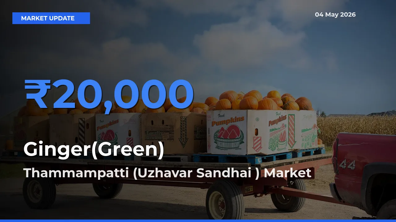 Thammampatti (Uzhavar Sandhai ) Offers ₹20,000 – Highest Ginger(Green) Rate Today