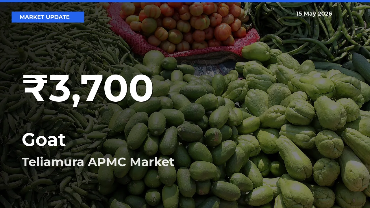 Goat Prices Touch 30-Day Low in Teliamura APMC – May 15 Update