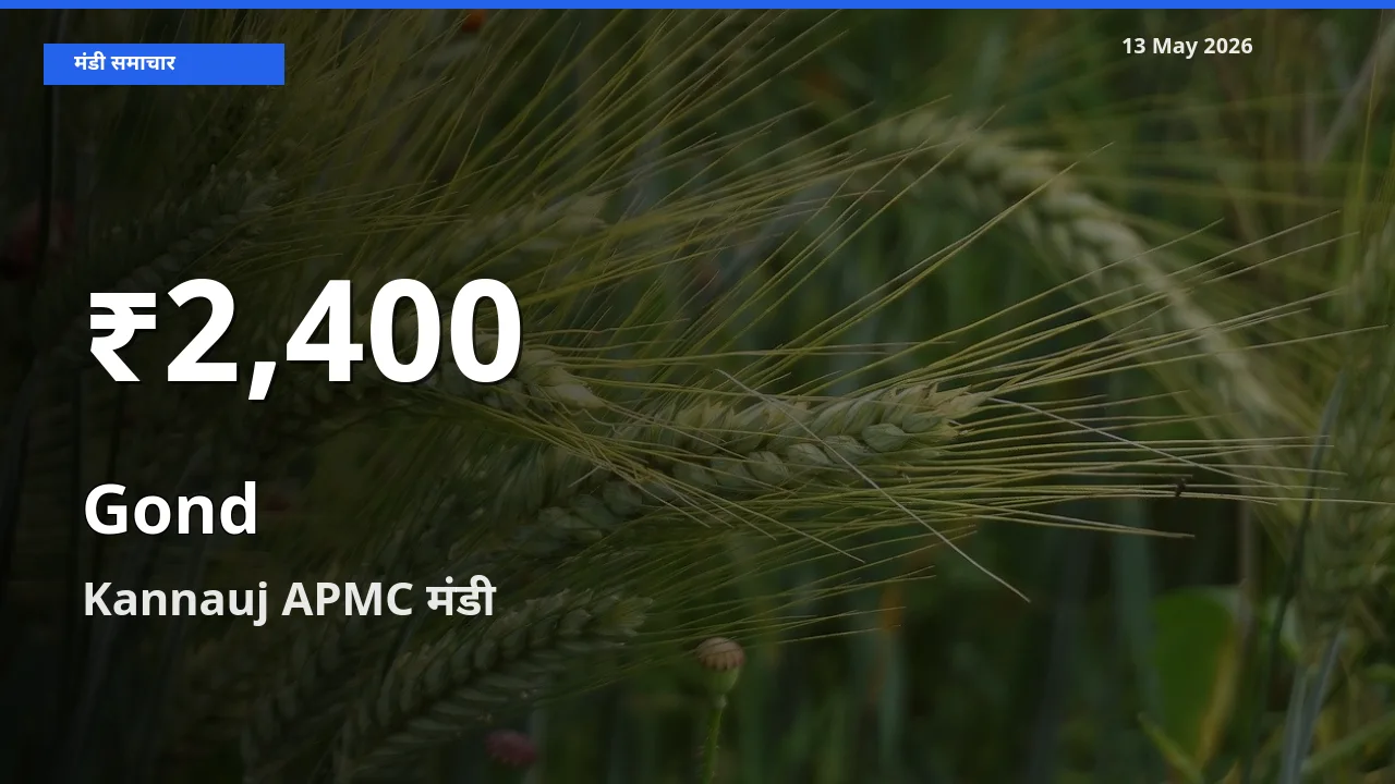 किसानों के लिए चिंता का विषय? गोंद के दाम Kannauj APMC में 30 दिन के न्यूनतम स्तर पर