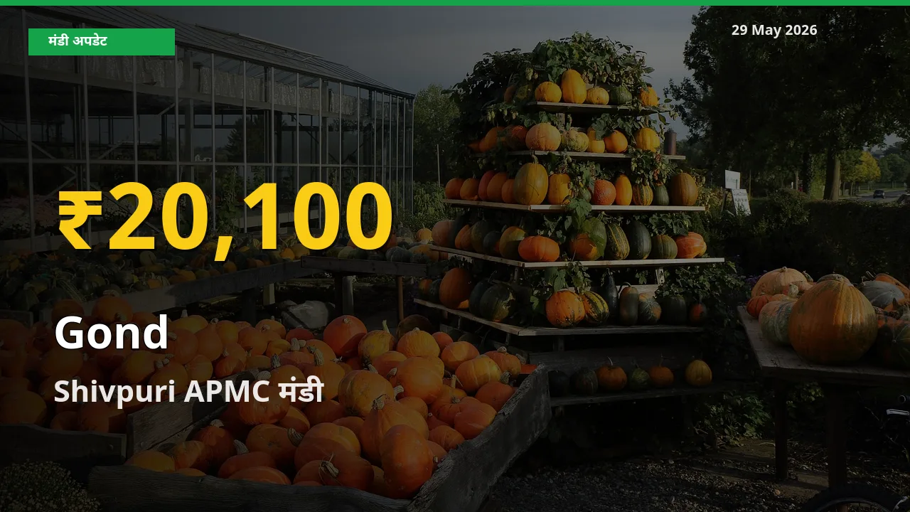 Shivpuri APMC में गोंद ₹20,100 पर पहुँचा – अब तक का उच्चतम भाव