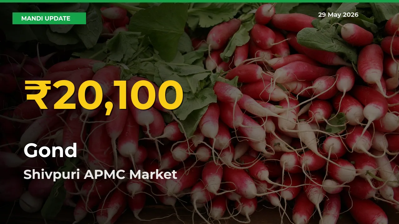 Gond Prices Soar to Record High in Shivpuri APMC – Farmers Alert Today