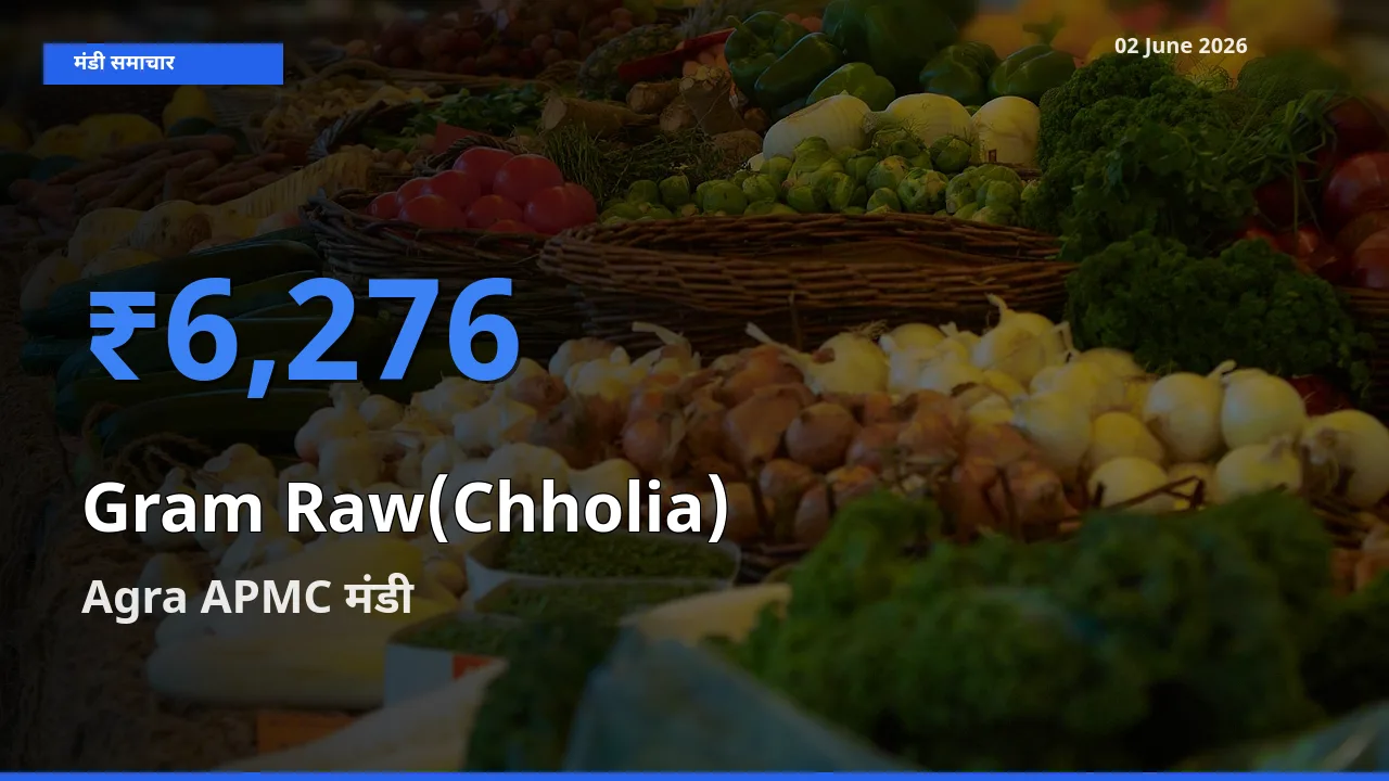 टॉप मंडी बना Agra APMC! हरा चना (छोलिया) के सबसे ऊँचे दाम यहीं दर्ज