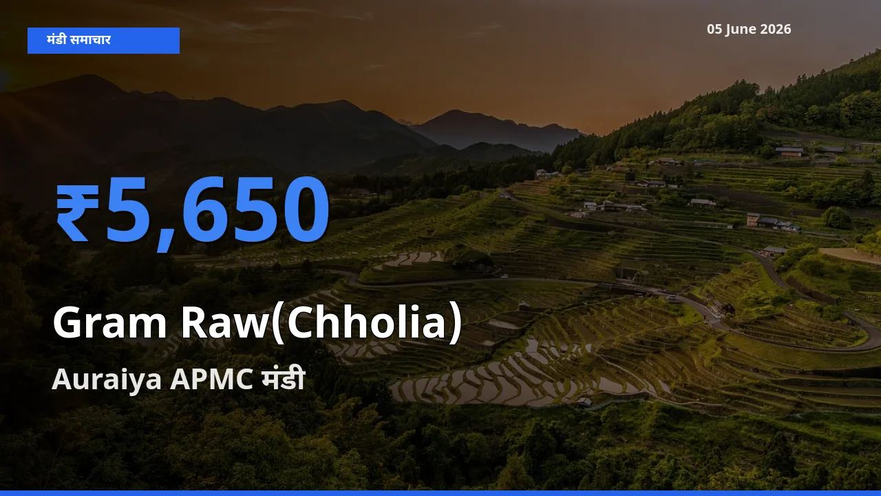 आज हरा चना (छोलिया) के सबसे ऊँचे दाम ₹5,650 Auraiya APMC मंडी में