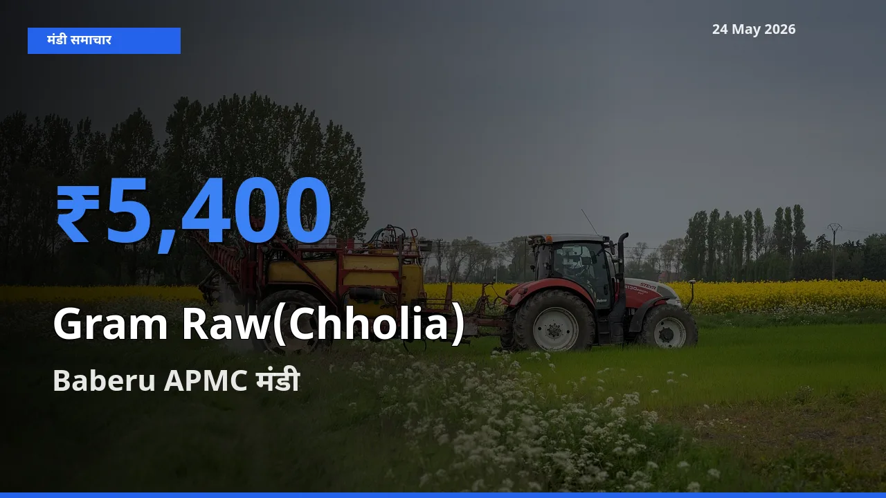 आज हरा चना (छोलिया) के सबसे ऊँचे दाम ₹5,400 Baberu APMC मंडी में