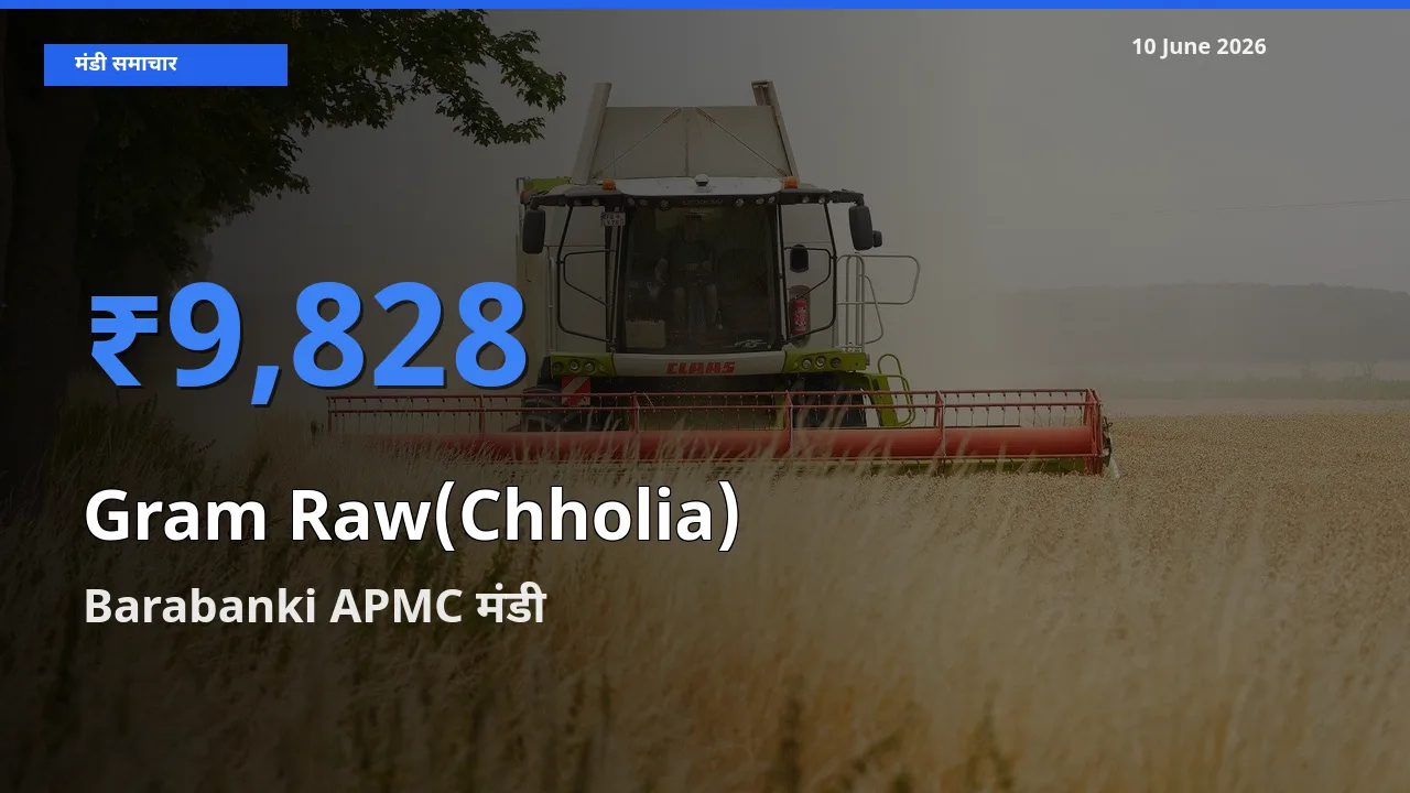 बाज़ार संकेत: Barabanki APMC बना हरा चना (छोलिया) के लिए आज की टॉप मंडी