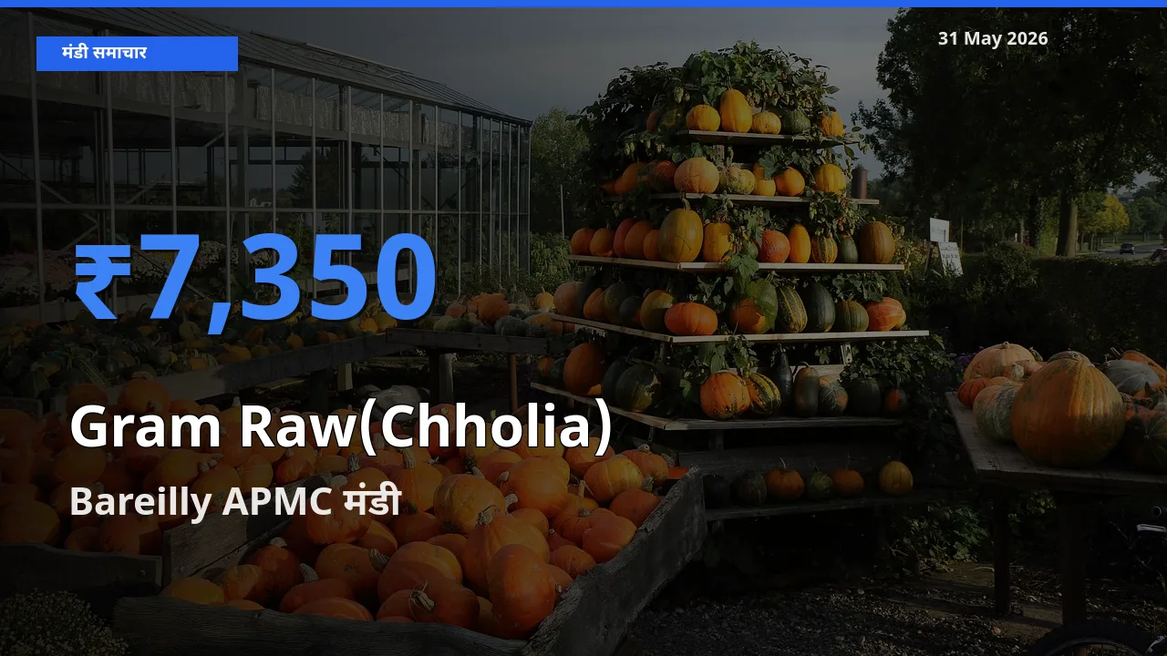 Bareilly APMC में हरा चना (छोलिया) का आज सबसे ऊँचा भाव