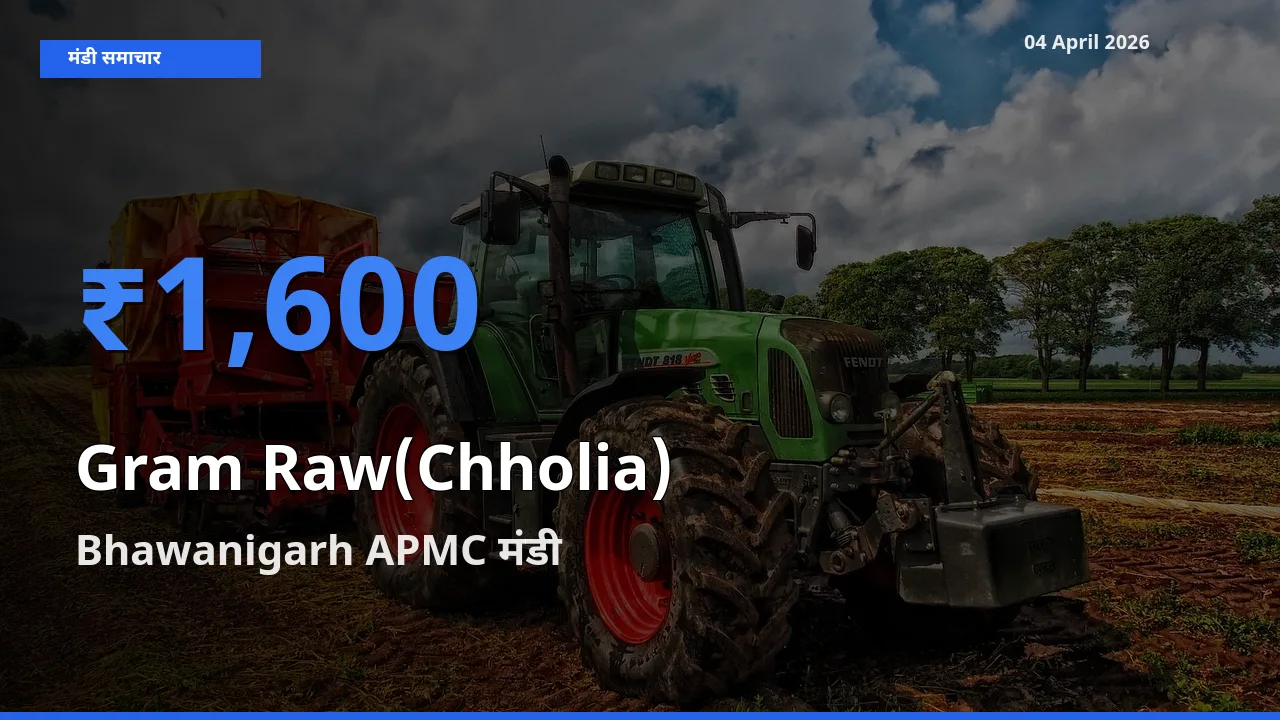 04 April अपडेट: हरा चना (छोलिया) के सबसे ऊँचे दाम Bhawanigarh APMC मंडी में