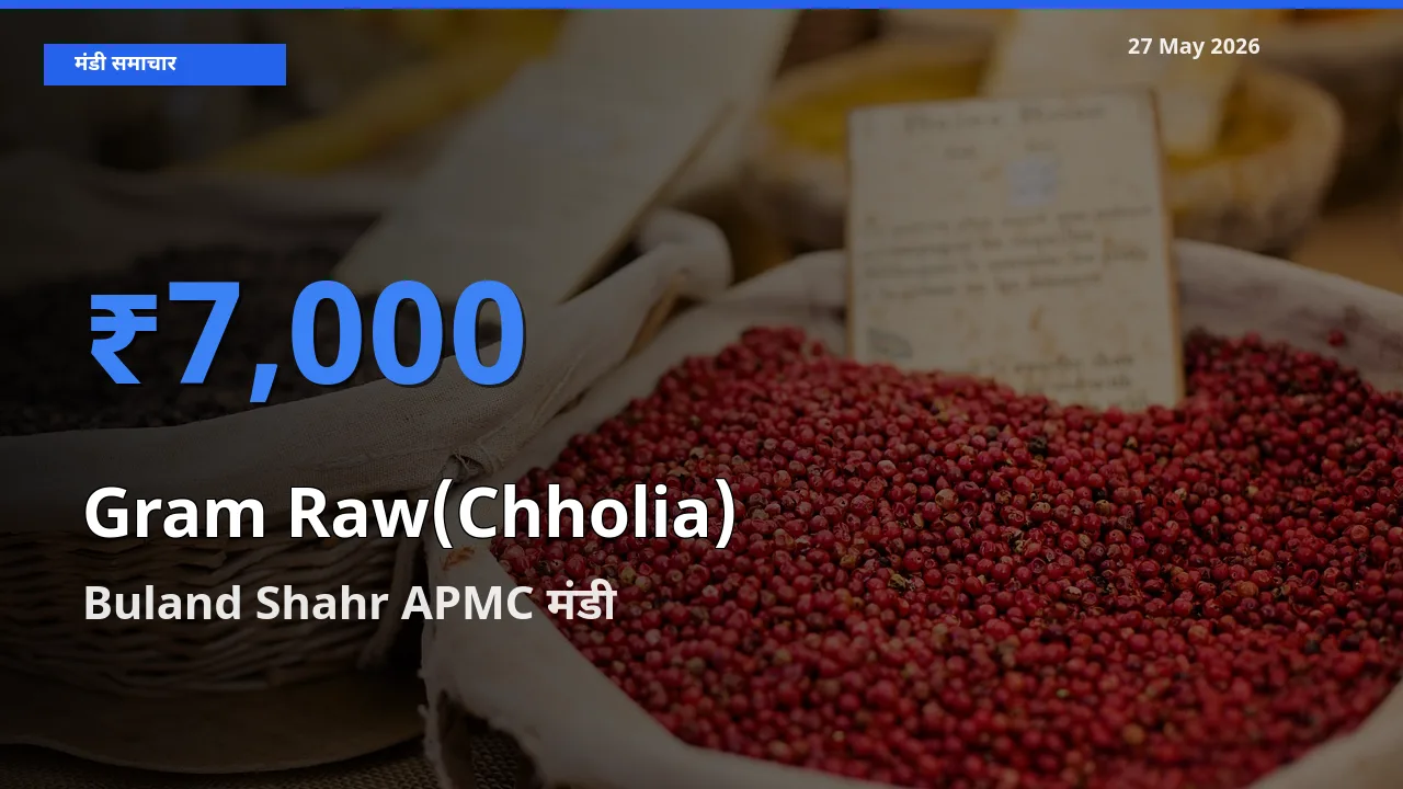 आज हरा चना (छोलिया) के सबसे ऊँचे दाम ₹7,000 Buland Shahr APMC मंडी में
