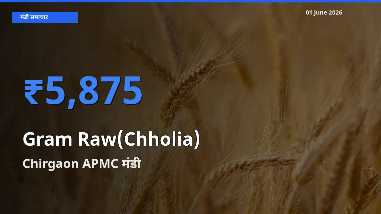 आज हरा चना (छोलिया) के सबसे ऊँचे दाम ₹5,875 Chirgaon APMC मंडी में