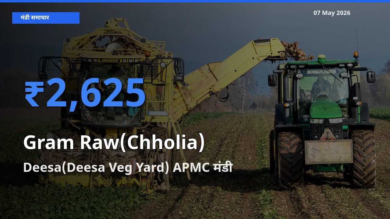 Deesa(Deesa Veg Yard) APMC मंडी में आज हरा चना (छोलिया) के सबसे ऊँचे दाम दर्ज
