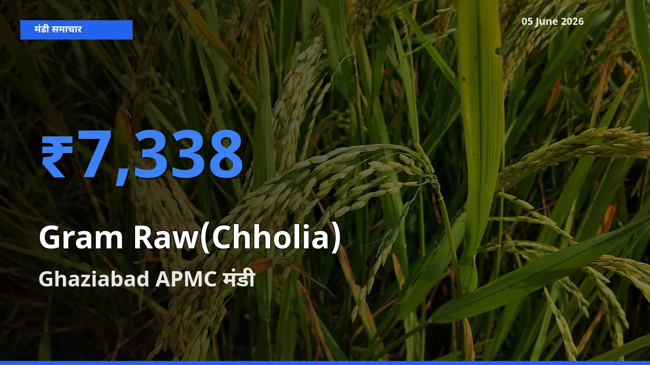 किसानों की पसंद बना Ghaziabad APMC, हरा चना (छोलिया) के सबसे अच्छे दाम