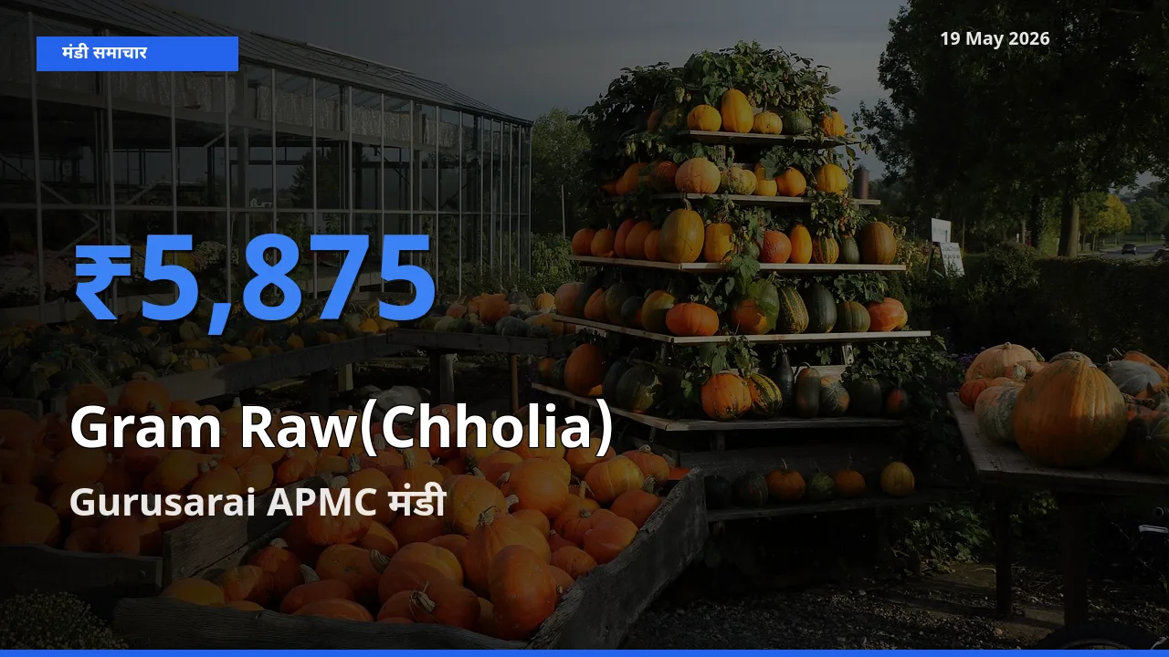 टॉप मंडी बना Gurusarai APMC! हरा चना (छोलिया) के सबसे ऊँचे दाम यहीं दर्ज