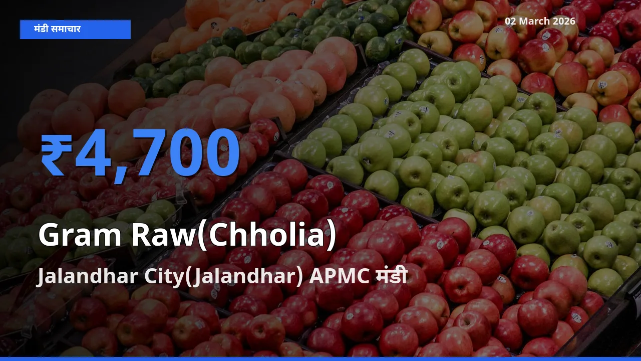 बाज़ार संकेत: Jalandhar City(Jalandhar) APMC बना हरा चना (छोलिया) के लिए आज की टॉप मंडी
