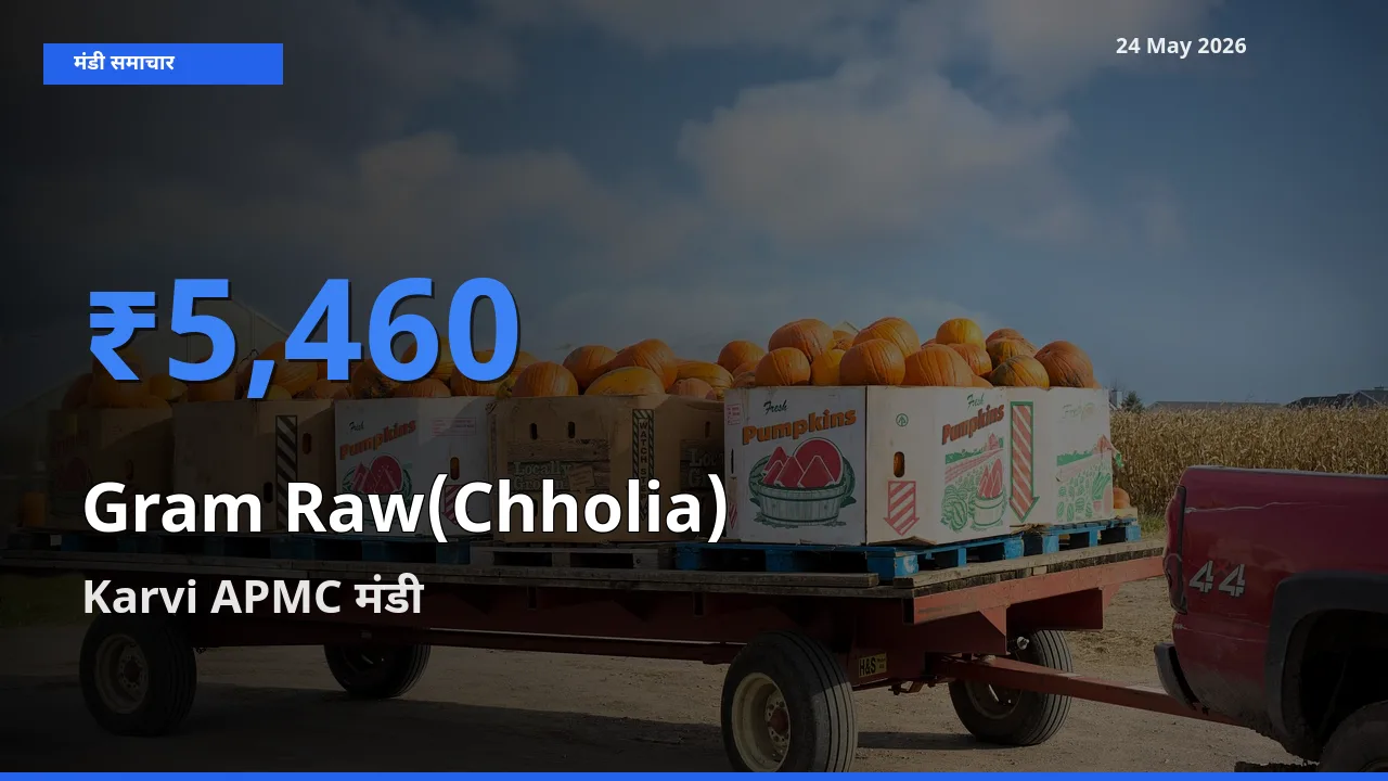 टॉप मंडी बना Karvi APMC! हरा चना (छोलिया) के सबसे ऊँचे दाम यहीं दर्ज