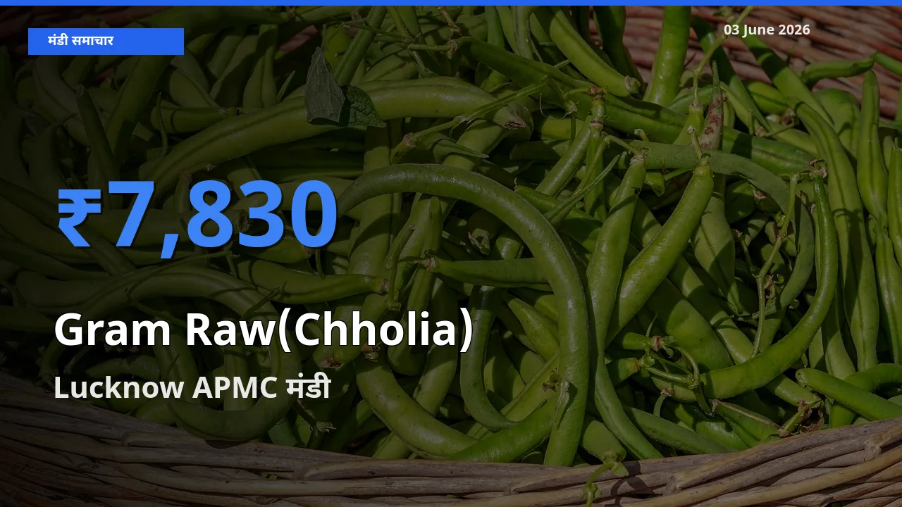 03 June अपडेट: हरा चना (छोलिया) के सबसे ऊँचे दाम Lucknow APMC मंडी में