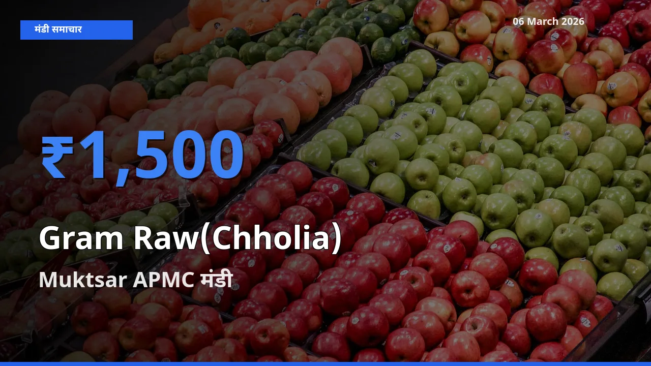 Muktsar APMC में हरा चना (छोलिया) का आज सबसे ऊँचा भाव