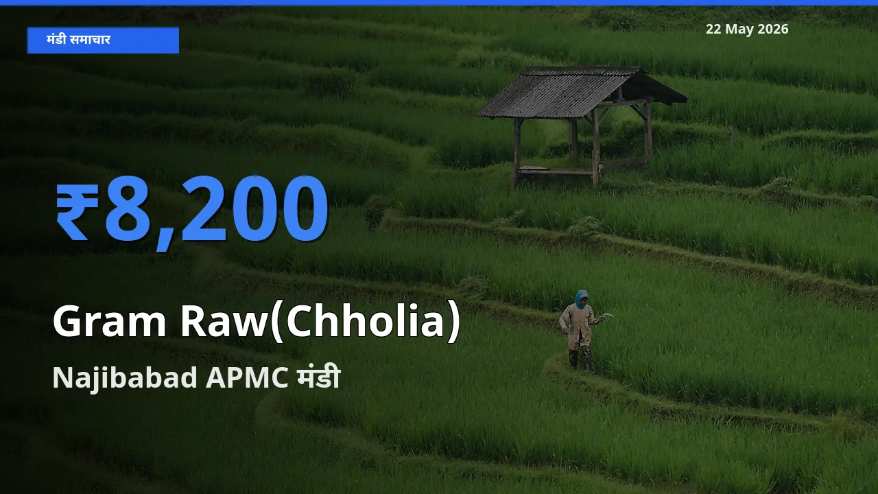 आज का मंडी भाव: हरा चना (छोलिया) के सबसे ज़्यादा दाम Najibabad APMC में
