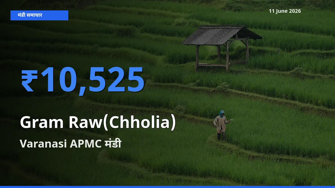 आज हरा चना (छोलिया) के सबसे ऊँचे दाम ₹10,525 Varanasi APMC मंडी में