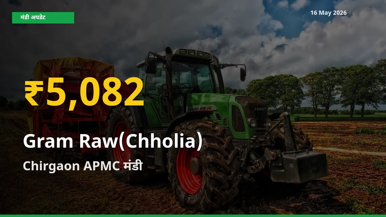 आज Chirgaon APMC में हरा चना (छोलिया) के दाम रिकॉर्ड स्तर पर, ताज़ा मंडी भाव जानें