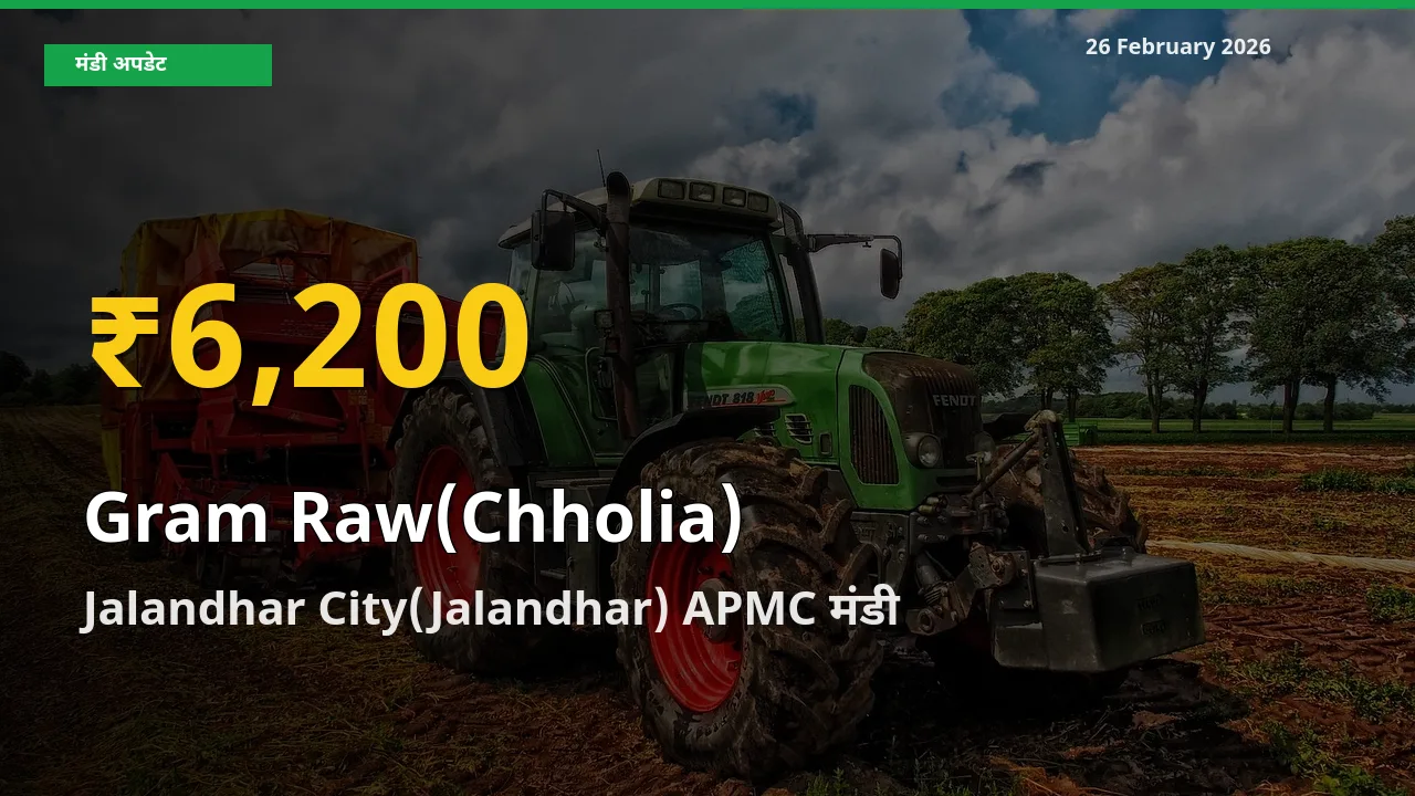 रिकॉर्ड तेज़ी! Jalandhar City(Jalandhar) APMC में Gram Raw(Chholia) ₹6,200 पर पहुँचा