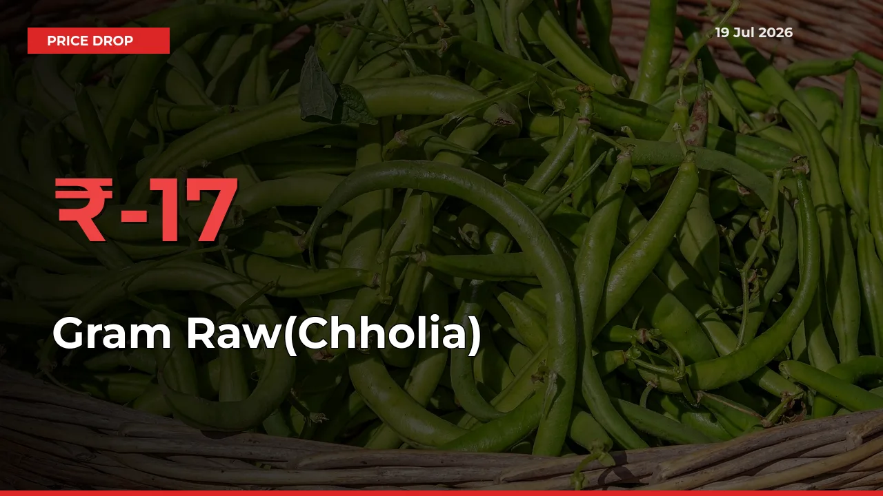 Gram Raw(Chholia) Prices Drop 17.02% in 24 Hours at Major Mandis