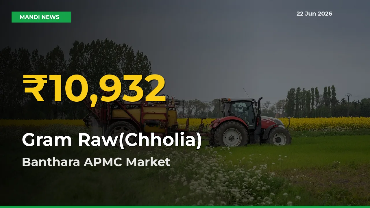 Gram Raw(Chholia) Price Hits New High in Banthara APMC Today – Check Latest Mandi Rates
