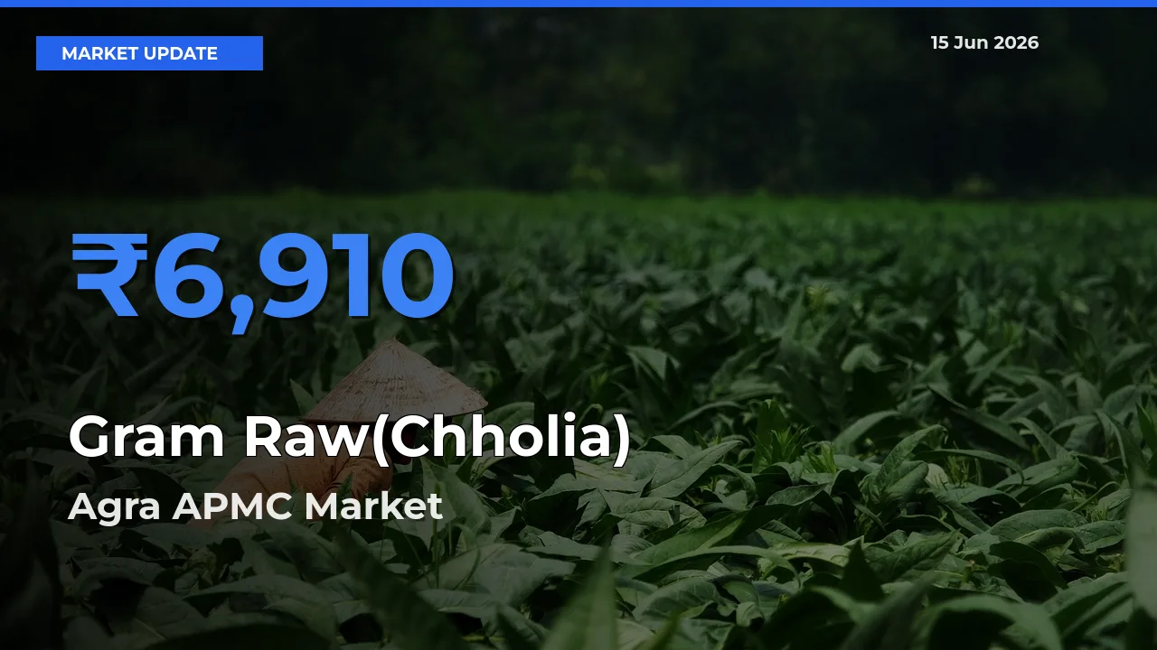 Agra APMC Tops Gram Raw(Chholia) Mandi Rates Today