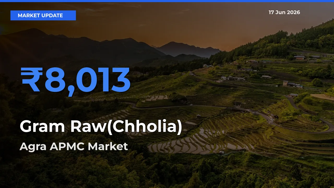 Agra APMC Emerges as Top Mandi for Gram Raw(Chholia) Prices Today