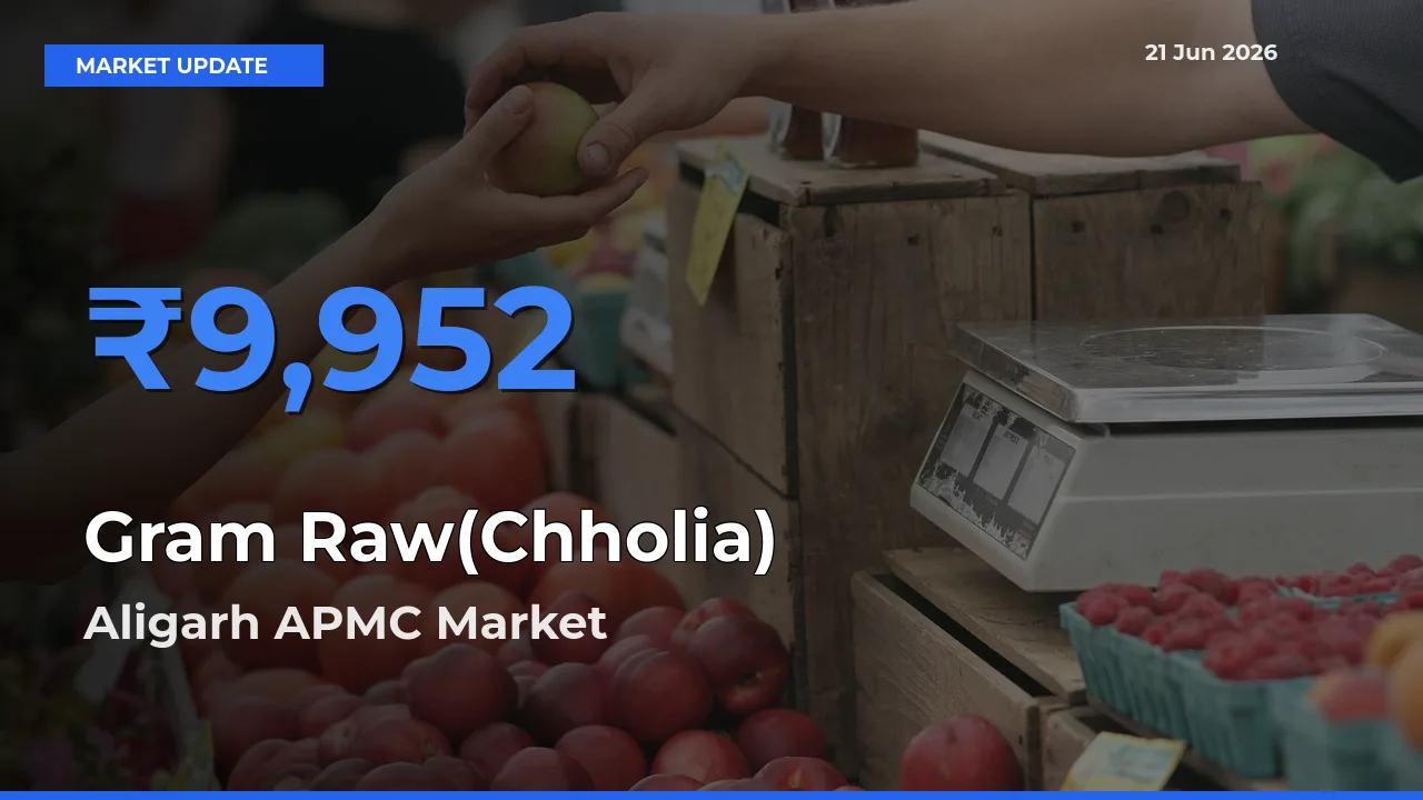 Market Watch: Aligarh APMC Becomes Top Mandi for Gram Raw(Chholia)