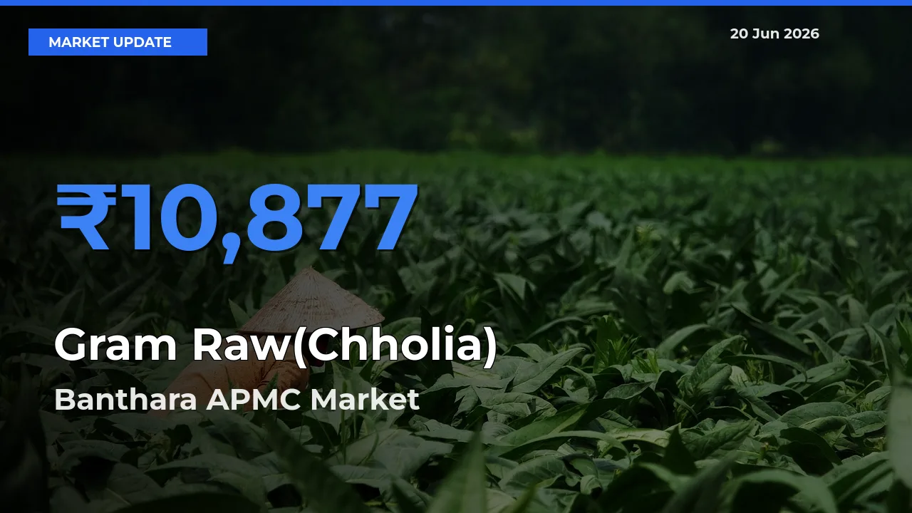 Banthara APMC Leads as Top Mandi for Gram Raw(Chholia) Prices