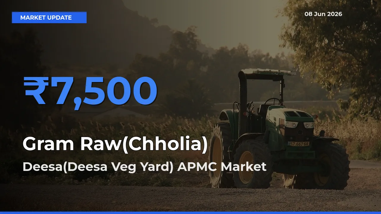 Market Watch: Deesa(Deesa Veg Yard) APMC Becomes Top Mandi for Gram Raw(Chholia)