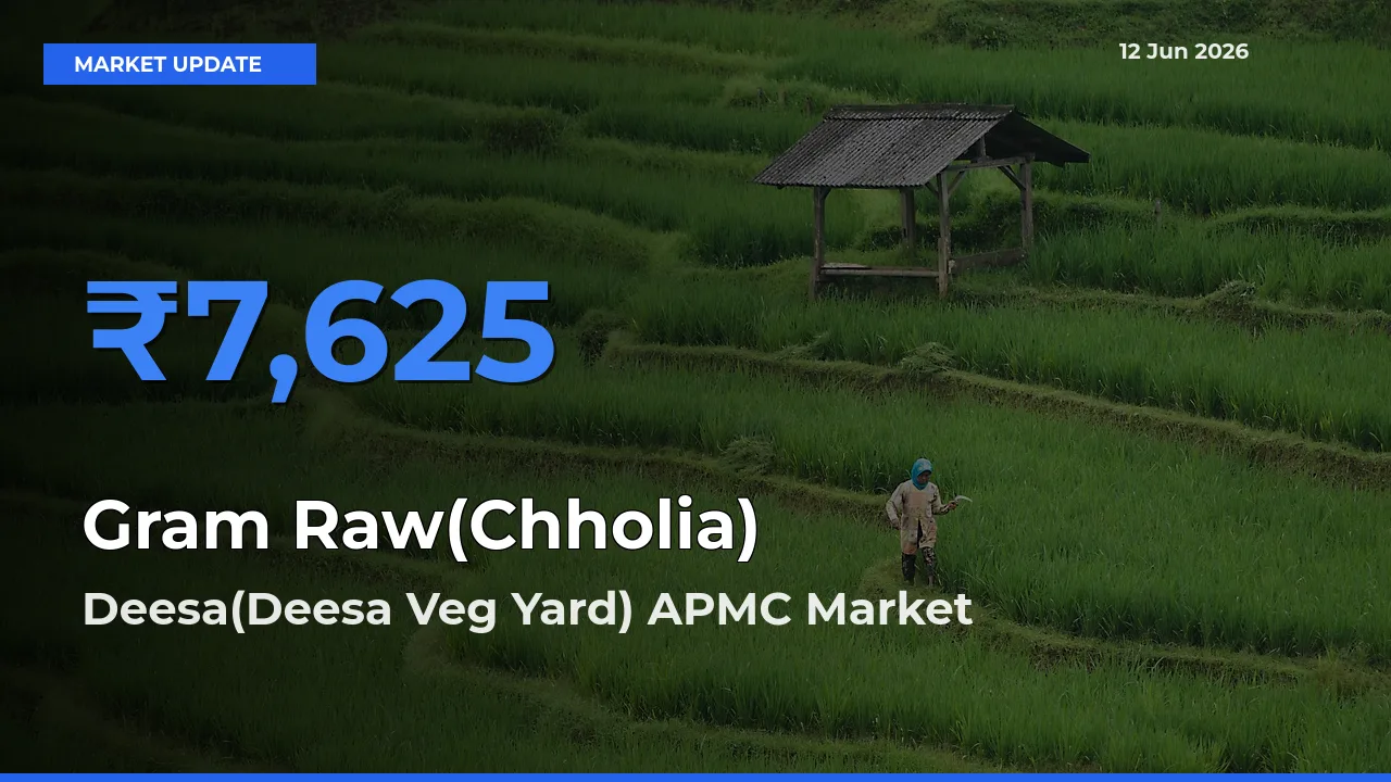 Market Watch: Deesa(Deesa Veg Yard) APMC Becomes Top Mandi for Gram Raw(Chholia)
