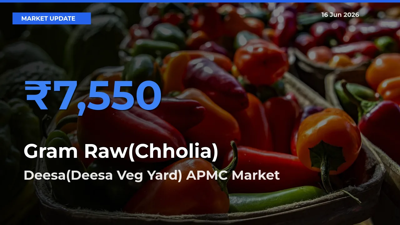 Farmers Prefer Deesa(Deesa Veg Yard) APMC as Gram Raw(Chholia) Hits Highest Rate