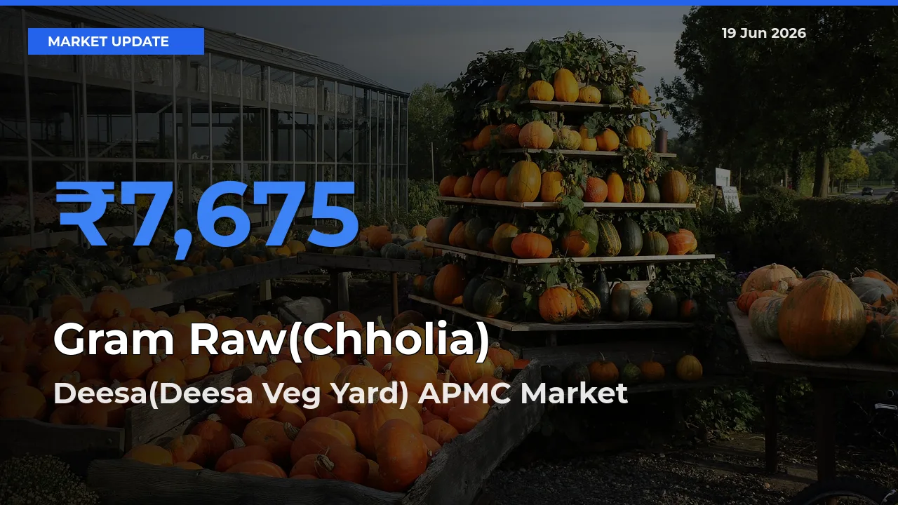 Top Performer! Deesa(Deesa Veg Yard) APMC Offers Best Gram Raw(Chholia) Price Today