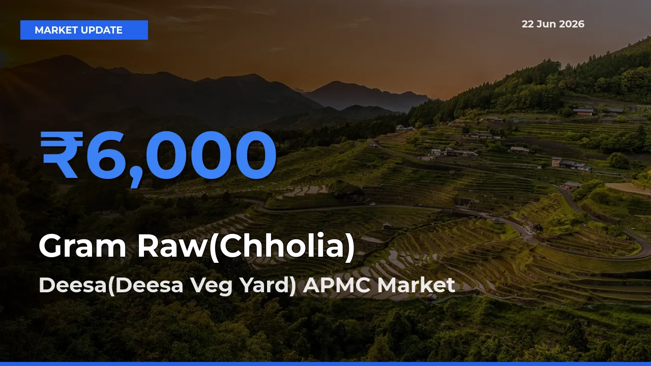 Top Performer! Deesa(Deesa Veg Yard) APMC Offers Best Gram Raw(Chholia) Price Today