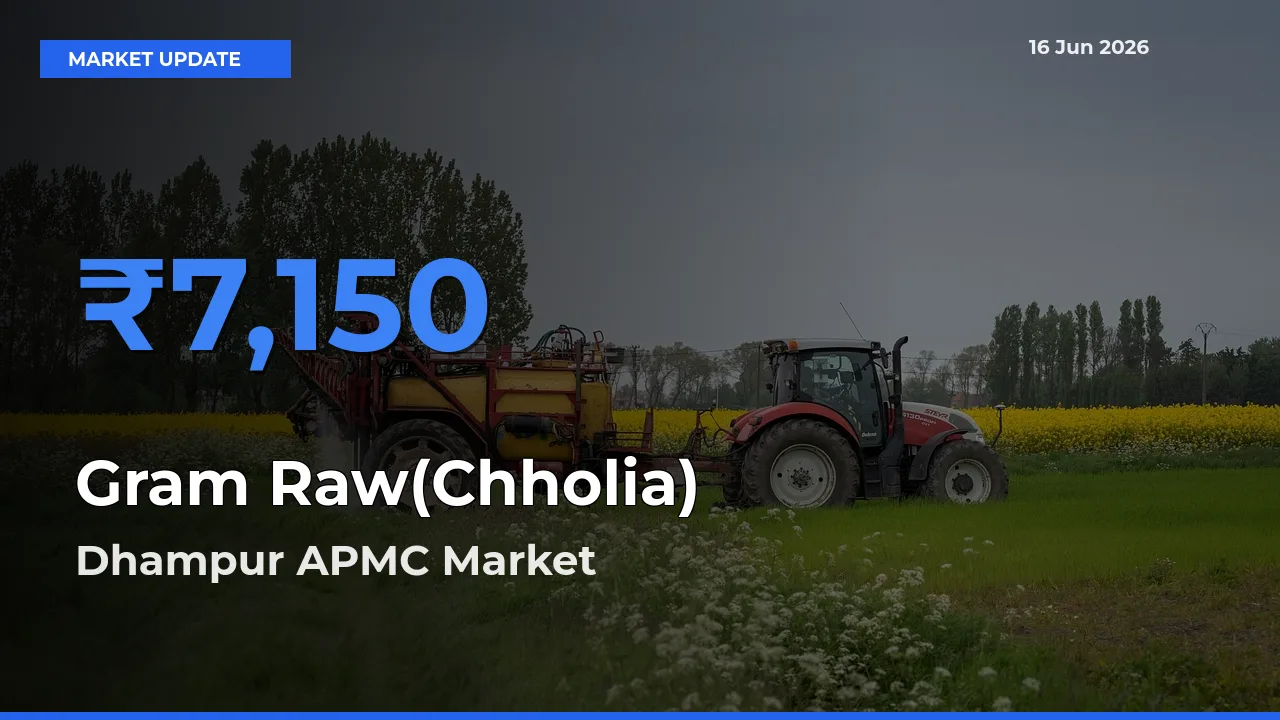 Farmers Prefer Dhampur APMC as Gram Raw(Chholia) Hits Highest Rate