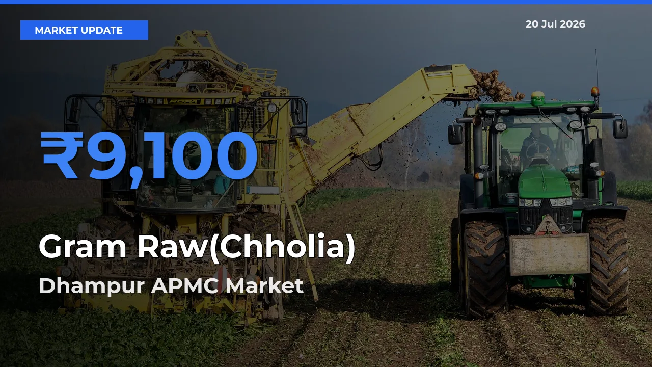 Dhampur APMC Emerges as Top Mandi for Gram Raw(Chholia) Prices Today