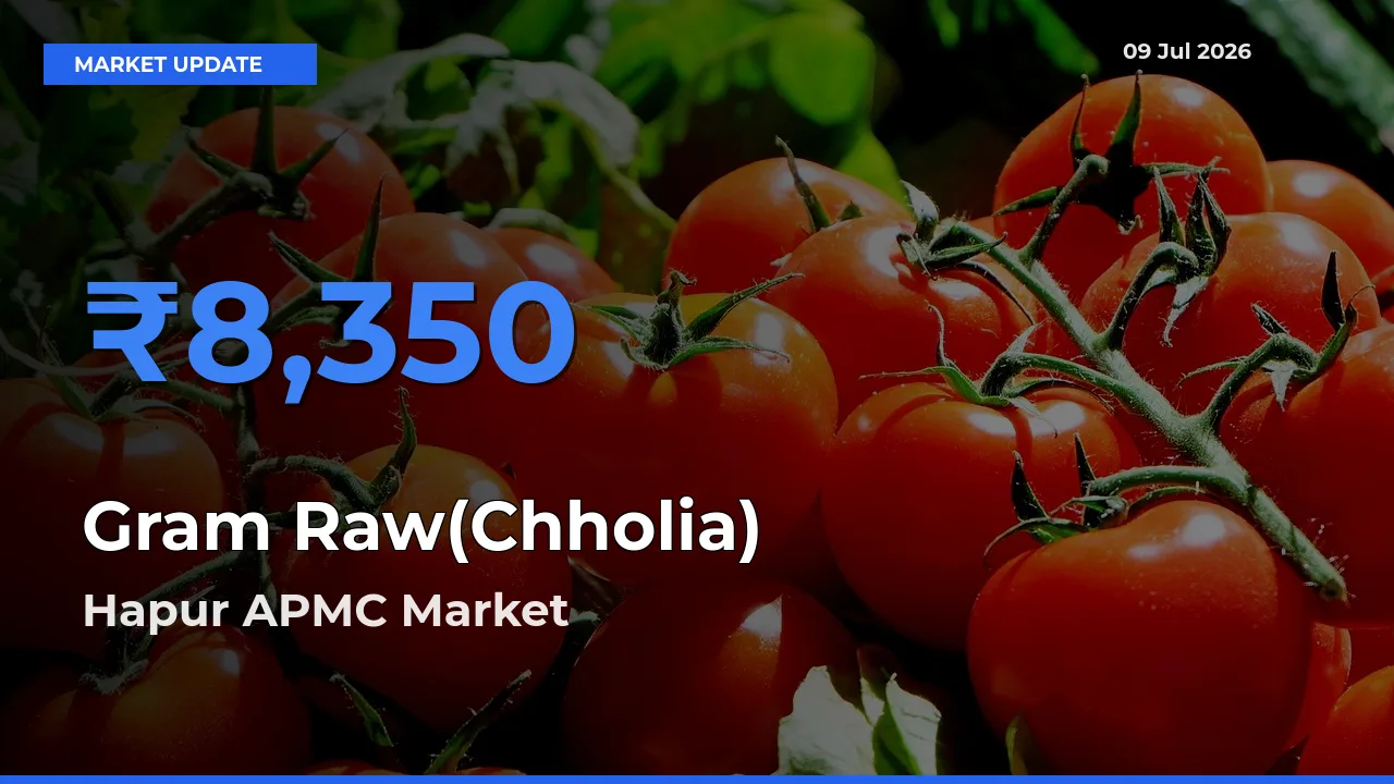 Hapur APMC Records Highest ₹8,350 Rate for Gram Raw(Chholia)