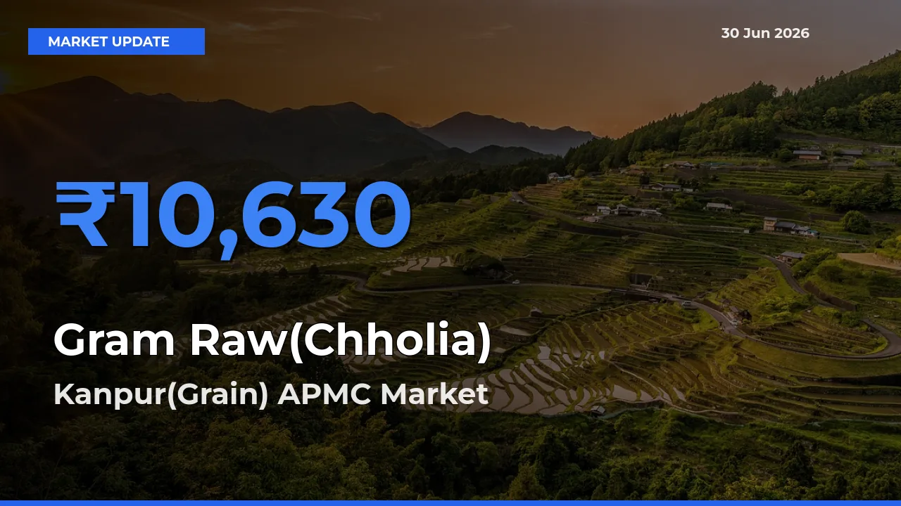 Kanpur(Grain) APMC Offers ₹10,630 – Highest Gram Raw(Chholia) Rate Today