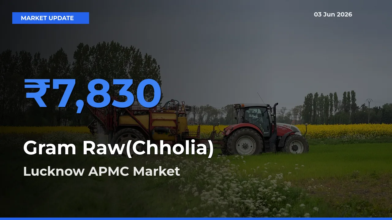 Lucknow APMC Emerges as Top Mandi for Gram Raw(Chholia) Prices Today